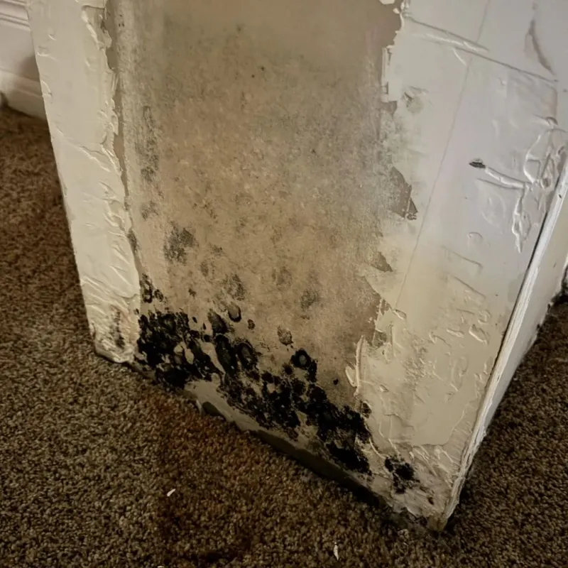 Professional Mold Removal in Bells, TN